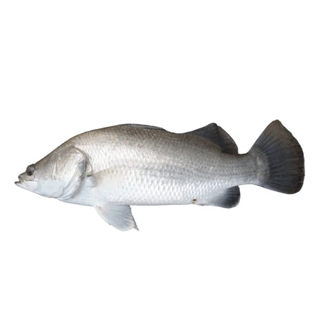 Barramundi Whole, Fresh, ~0.9kg/Fish Per kg