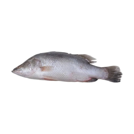 Barramundi Whole, Fresh, ~0.8kg/Fish Per kg
