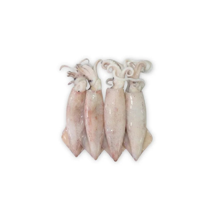 Bigfin Reef Squid Skinless 4 Pieces Per kg