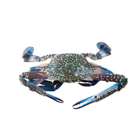 Blue swimmer crab on a white background