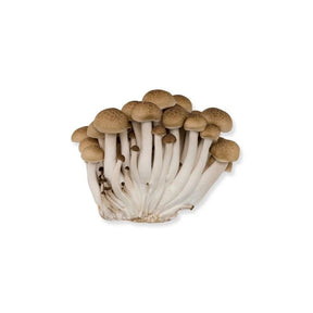 Brown shimeji mushrooms on a white background
