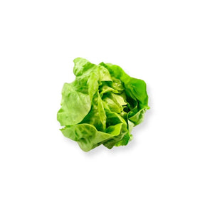 Fresh butterhead lettuce, soft round green leaves, 250g pack isolated on white background