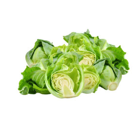 Cabbage sprouts on a white background