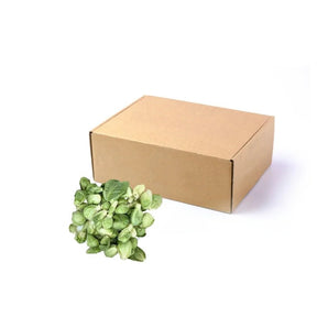 Fresh cabbage sprouts, tender young cabbage shoots, 5kg bulk pack isolated on white background
