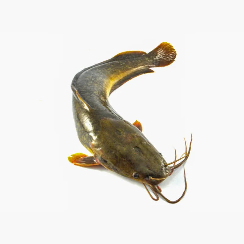 Catfish Whole, 0.3–0.4kg/Fish Per kg