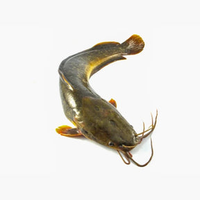 Whole catfish on a white background