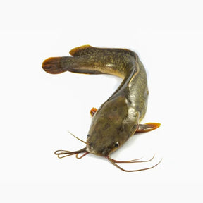 Whole catfish on a white background