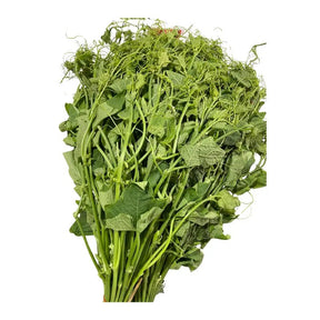 Fresh chayote shoots on a white background