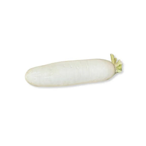 Fresh large Chinese radish, crisp white daikon, 500–700g per piece isolated on white background