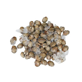 Fresh cockles on a white background