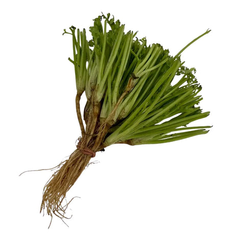 Coriander Roots Per kg