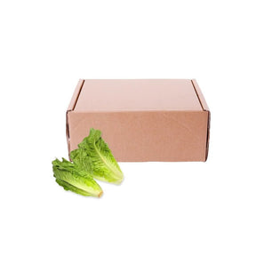 Fresh cos lettuce, long crisp romaine lettuce leaves, 5kg bulk pack isolated on white background