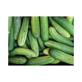 Fresh premium cucumbers, smooth skin crisp texture, 10kg bulk pack isolated on white background