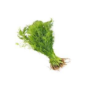 Fresh dill leaves on a white background