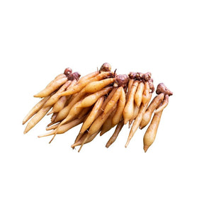 Fresh fingerroot on a white background