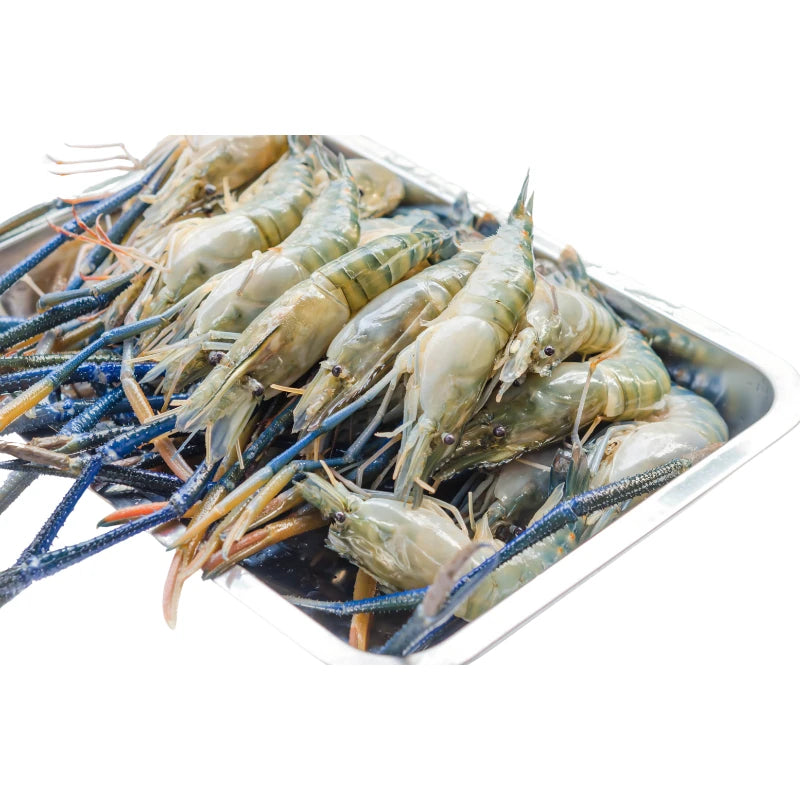 กุ้งแม่น้ำ 10–12ตัว/กก. กก.ละ