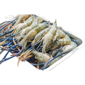 Fresh river prawns on a white background