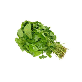 Gotu kola leaves on a white background