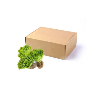 Fresh green coral lettuce, curly leafy greens, 10kg bulk pack isolated on white background