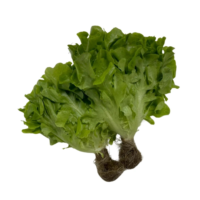Green Oak Lettuce Per kg