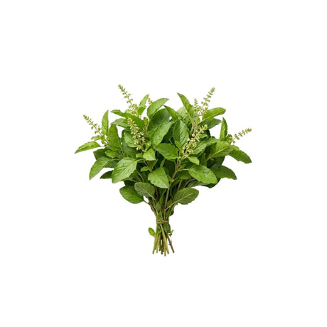 A photo of Holy Basil (Large Leaves) Per kg on a white background
