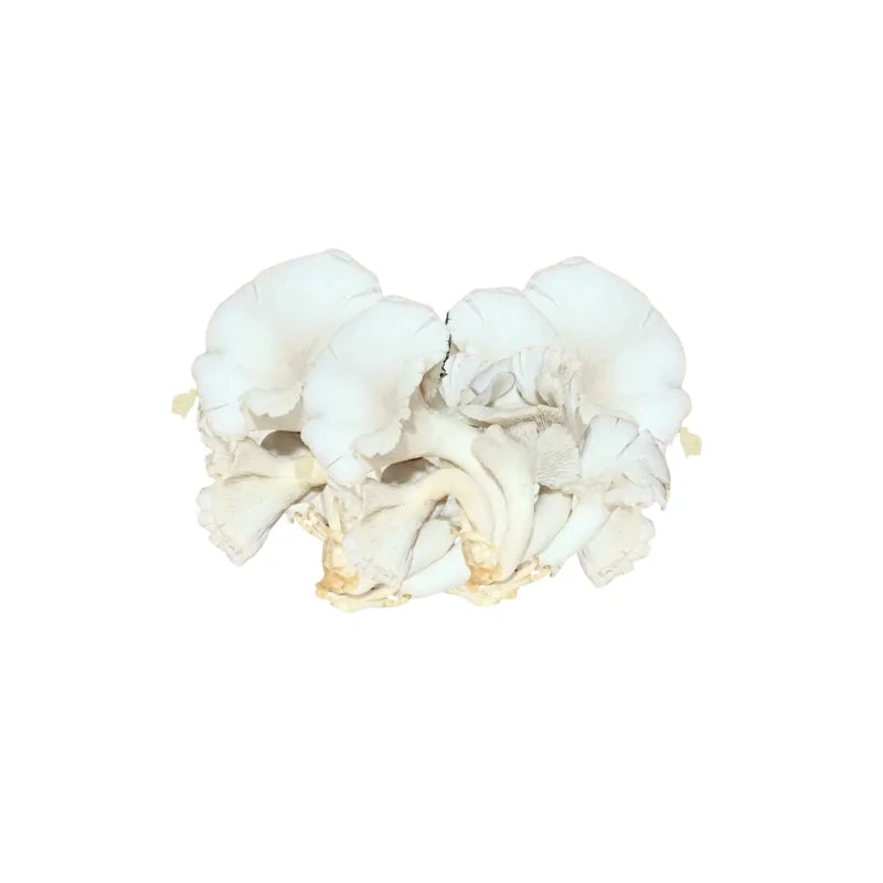 Indian Oyster Mushroom (White) Per kg