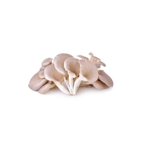 Fresh brown Indian oyster mushrooms, firm mushroom clusters, 500g pack isolated on white background