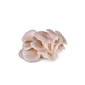 Fresh brown Indian oyster mushrooms, firm mushroom clusters sold per kg isolated on white background