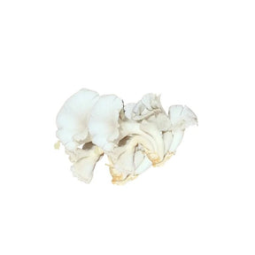 Fresh white Indian oyster mushrooms, tender mushroom clusters, 200g pack isolated on white background