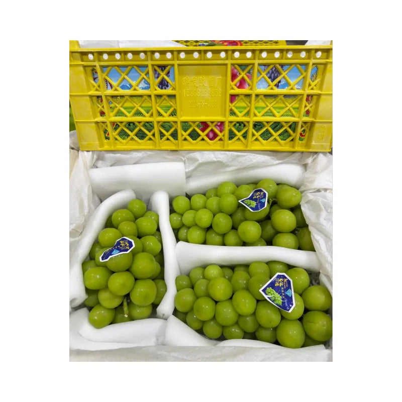 JTX Swan Brand Shine Muscat Grapes Yellow Basket 3 Bunches (Total Weight Including Basket 4.2kg)