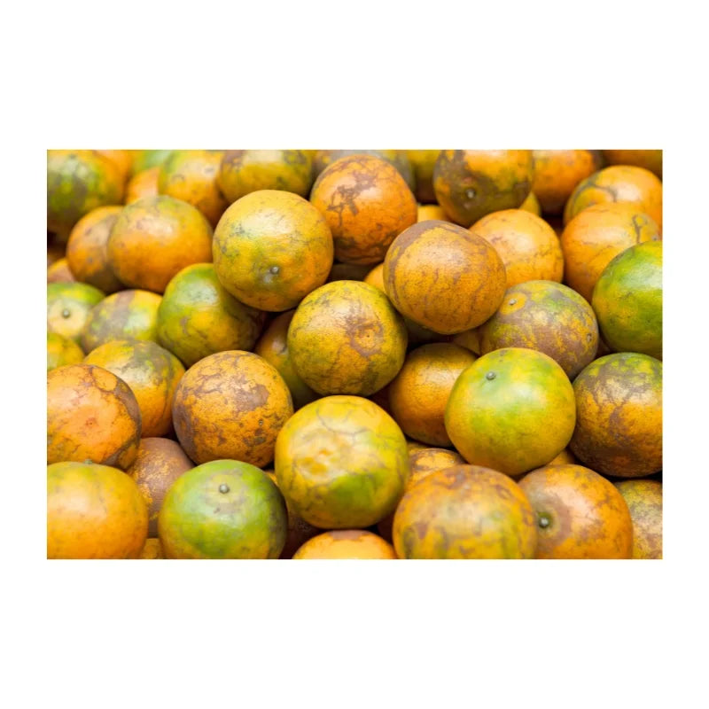 ส้มคั้นน้ำ (เบอร์ 1) 25 กก.