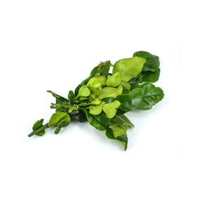 Fresh kaffir lime leaves, glossy green leaves, 500g pack isolated on white background