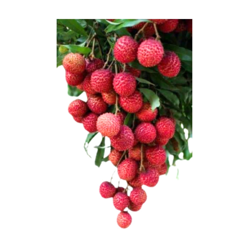 ลิ้นจี่ค่อม กก.ละ