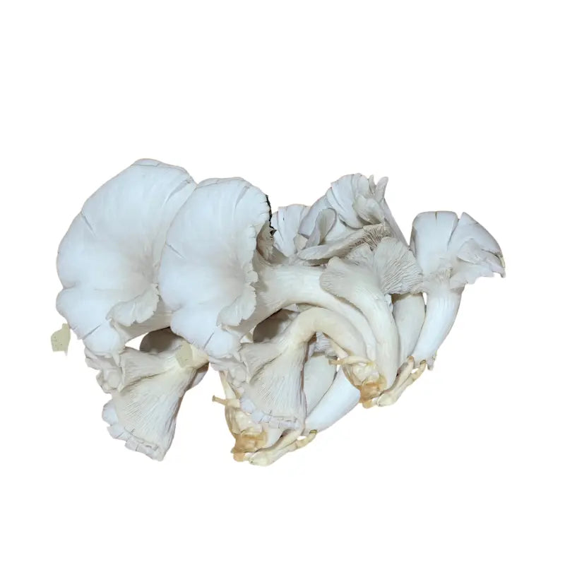 Indian Oyster Mushroom Large Per kg