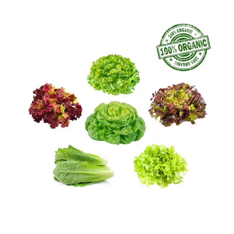 สลัดรวม 4 ชนิด ออร์แกนิก 300กรัม