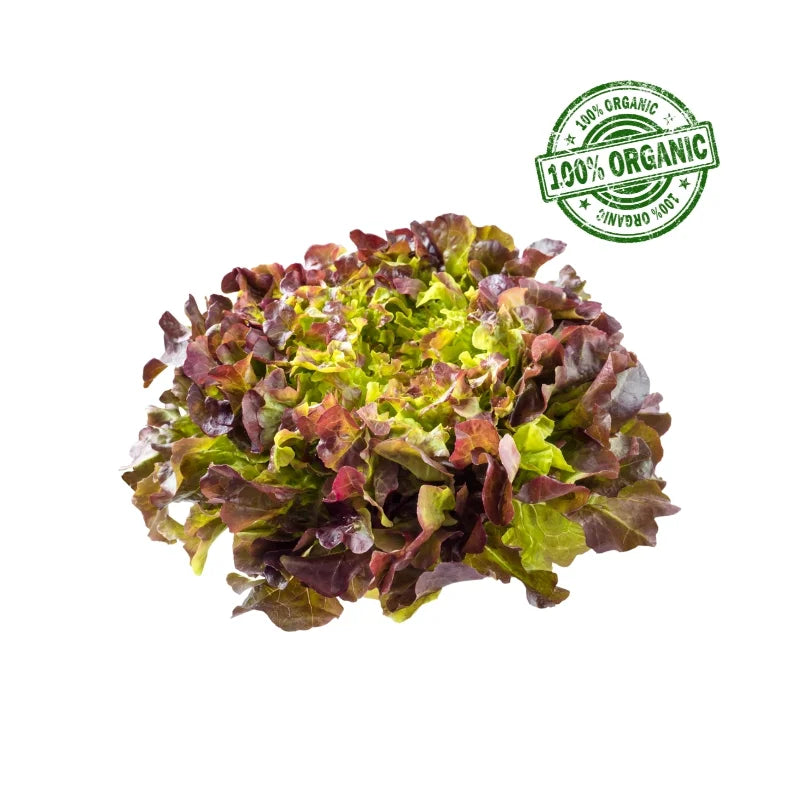 Organic Red Oak Lettuce 500 g