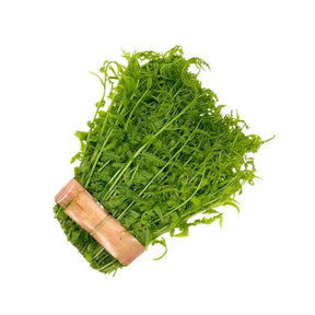 Fresh pak kut fern shoots, tender leafy greens, 500g pack isolated on white background