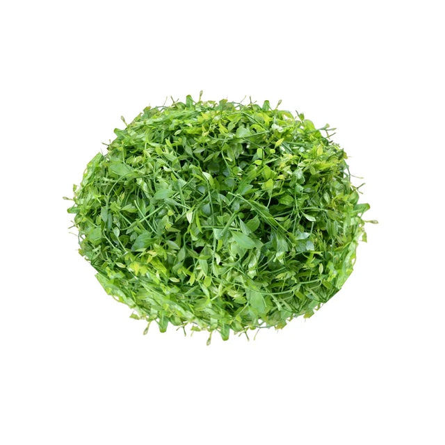 Fresh Pak Wan sold per kilogram on white background — tender green shoots for soups, stir-fries, and Thai dishes.