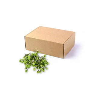 Fresh pea eggplant, whole clusters of green eggplants, 5kg bulk pack isolated on white background