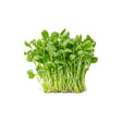 Pea Sprouts Per kg - Bangkok FreshLink