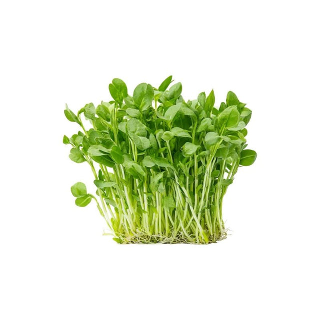 Pea Sprouts Per kg - Bangkok FreshLink