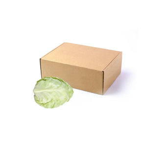 Fresh pointed cabbage, conical crisp cabbage heads, 15kg bulk pack isolated on white background
