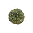 Pumpkin 1 - 1.5kg - Bangkok FreshLink