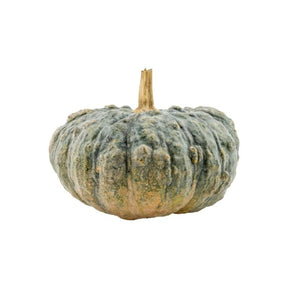 Fresh pumpkin, whole orange pumpkin, 3.5–4kg piece isolated on white background