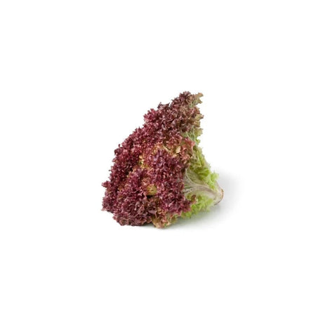 Red Coral Lettuce 250g - Bangkok FreshLink