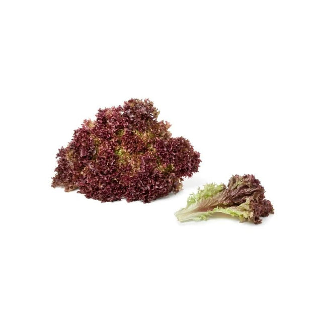 Red Coral Lettuce 500g - Bangkok FreshLink
