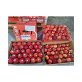 Red Gala Apple New Zealand Freshco Brand Size 120