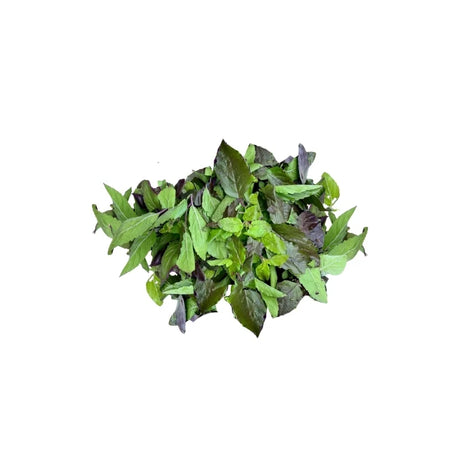 Fresh trimmed Red Holy Basil sold per kilogram on white background — wholesale Thai red basil leaves for professional kitchens.