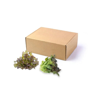 Fresh red oak lettuce, tender red oakleaf lettuce, 3kg bulk pack isolated on white background
