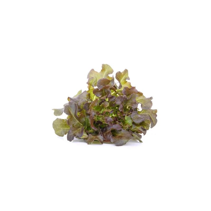 Red Oak Lettuce 500g - Bangkok FreshLink